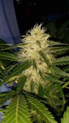 Floraison  52 (10)