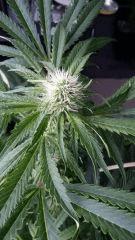 Floraison  31 (6)