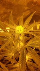 Floraison  26 (14)