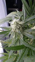 Floraison  45 (21)