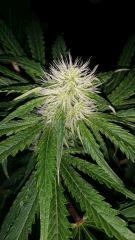 Floraison  32 (10)