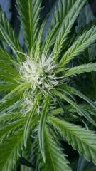 Floraison  21 (12)