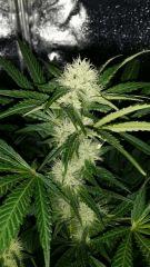 Floraison  33 (11)
