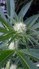 Floraison  25 (7)