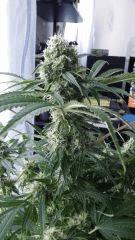 Floraison  46 (19)