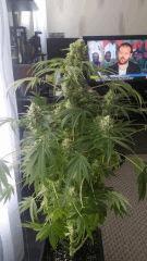 Floraison  56 (18)