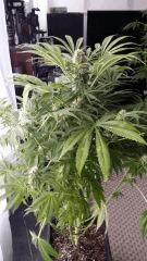Floraison  48 (10)