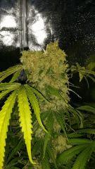 Floraison  69 (13)