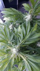 Floraison  58 (7)
