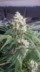 Floraison  56 (16)