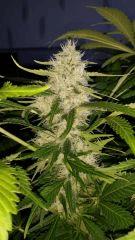 Floraison  58 (9)