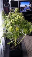 Floraison  70 (12)