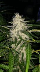 Floraison  54 (11)