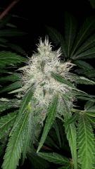 Floraison  51 (9)