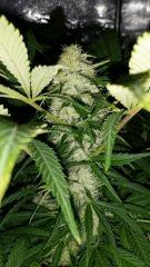 Floraison  44 (23)