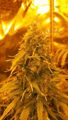 Floraison  68 (9)