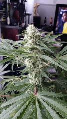 Floraison  39 (15)