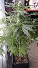 Floraison  34 (4)
