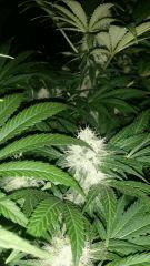 Floraison  47 (13)