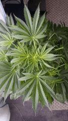 Floraison  21 (15)