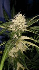 Floraison  35 (14)