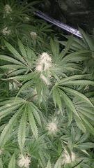 Floraison  41 (4)