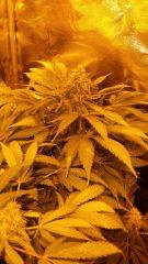 Floraison  60 (1)