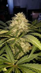 Floraison  52 (6)