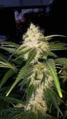 Floraison  43 (22)