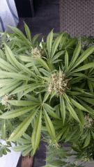 Floraison  64 (11)