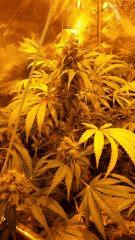 Floraison  60 (5)