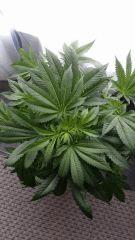Floraison  16 (7)