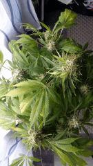 Floraison  64 (4)
