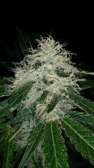 Floraison  42 (17)