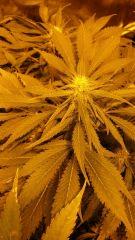 Floraison  40 (5)