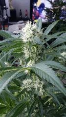 Floraison  36 (7)