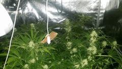 Floraison  41 (13)