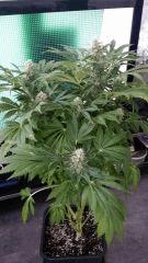 Floraison  55 (11)