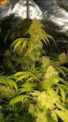Floraison  67 (3)