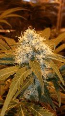 Floraison  40 (10)