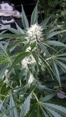 Floraison  35 (11)