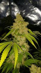 Floraison  65 (8)