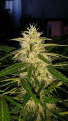 Floraison  52 (9)