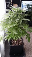 Floraison  28 (14)