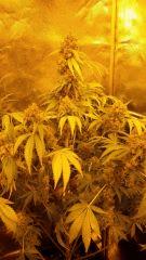 Floraison  68 (1)