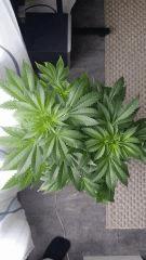 Floraison  18 (9)