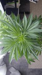 Floraison  20 (1)