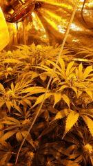 Floraison  40 (12)