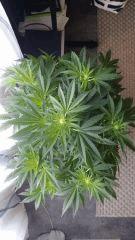 Floraison  20 (3)