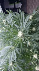 Floraison  34 (9)